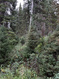 Photo 3 for 550 Red Fir Way