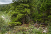 Photo 6 for 3716 Chokecherry Ln