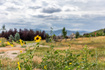Photo 4 for 950  Swiss Alpine Rd