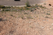 Photo 6 for 3277 W Cimarron Cir