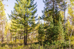 Photo 2 for 4635  Sugar Pine Dr