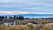 Photo 1 for 3137 S Country Club Way