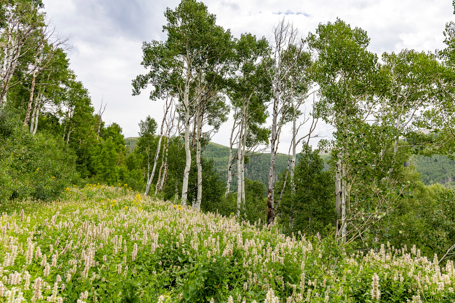 Midway, UT, 84049