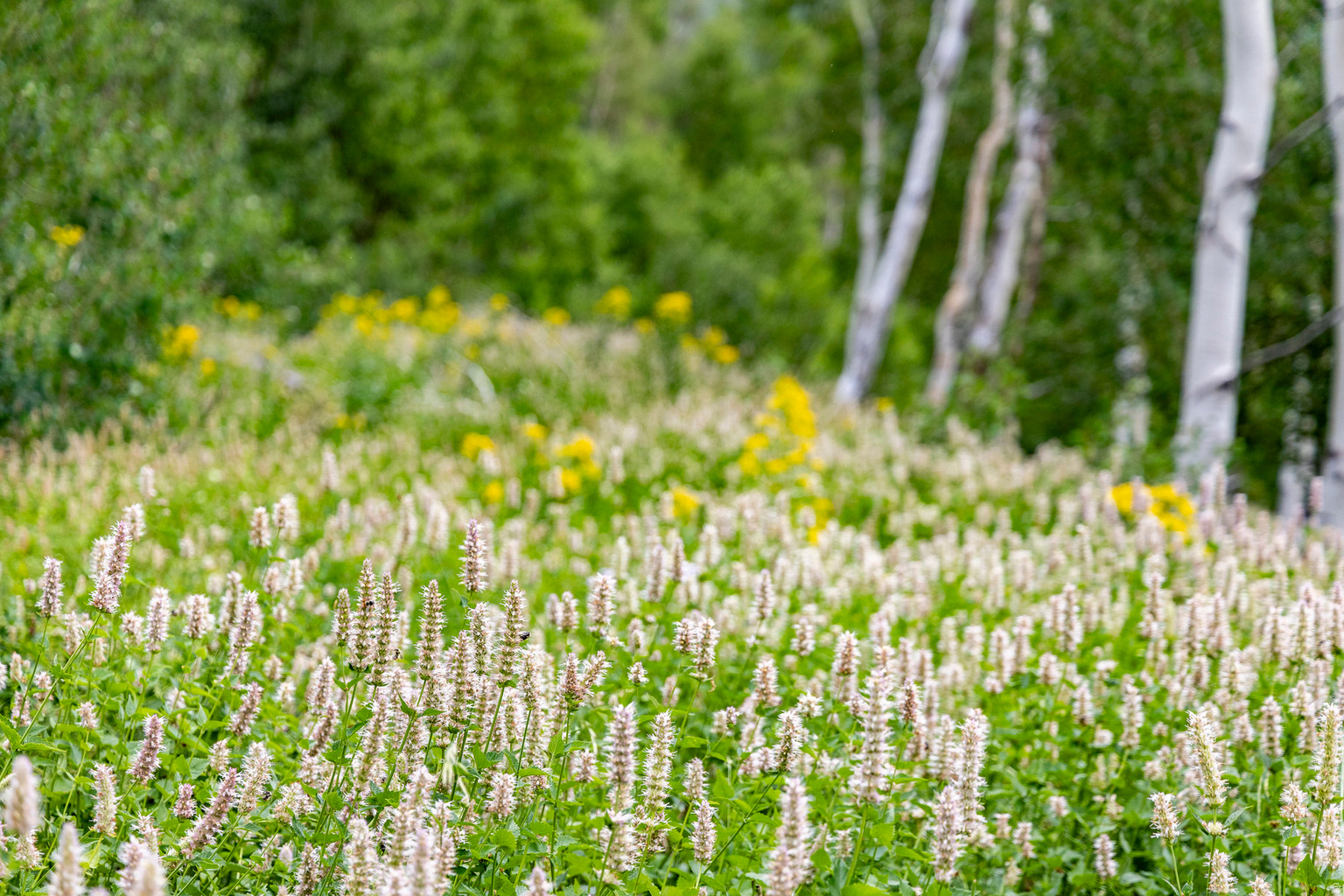 Midway, UT, 84049