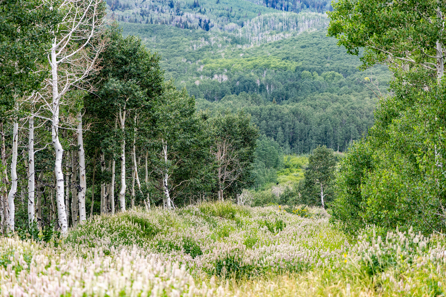 Midway, UT, 84049