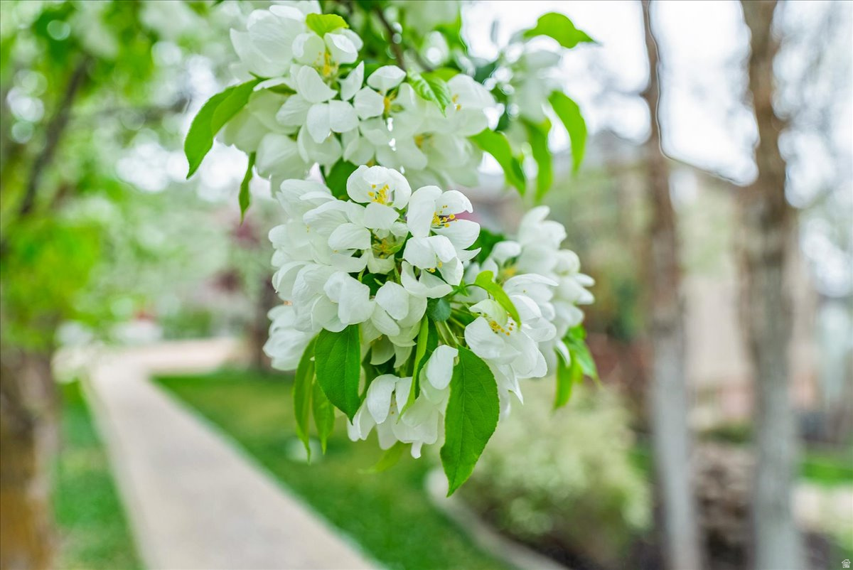 1095 E MARIWOOD CIR, North  Salt  Lake, UT, 84054