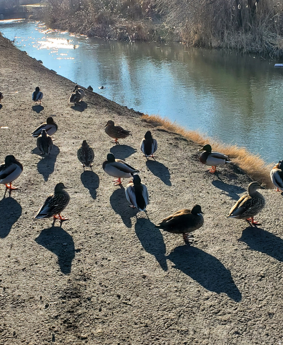 1359 W STEWART DR, Riverton, UT, 84065