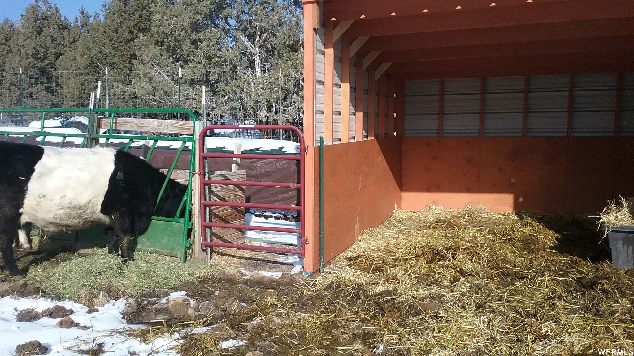 Cow corral and shed