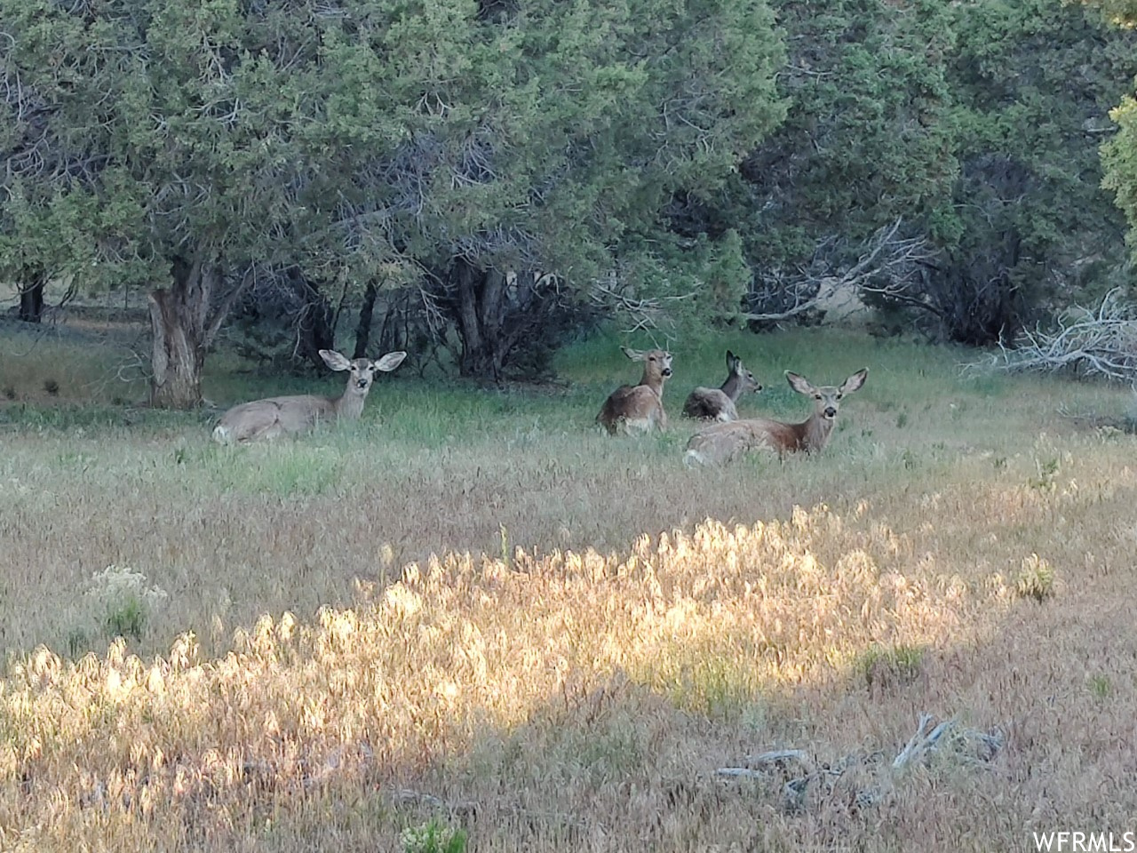 Wildlife are attracted to the secluded and flat areas of the parcel
