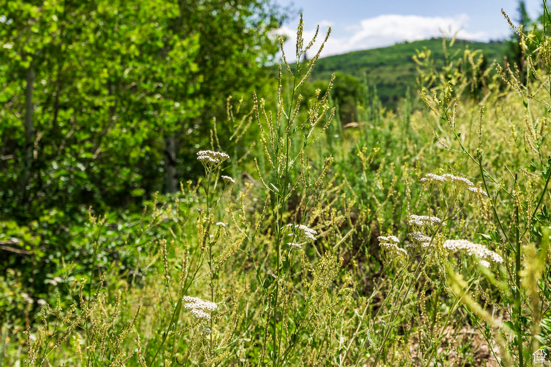 8719 PARLEYS #8, Park City, Utah 84098, ,Land,For sale,PARLEYS,1867381