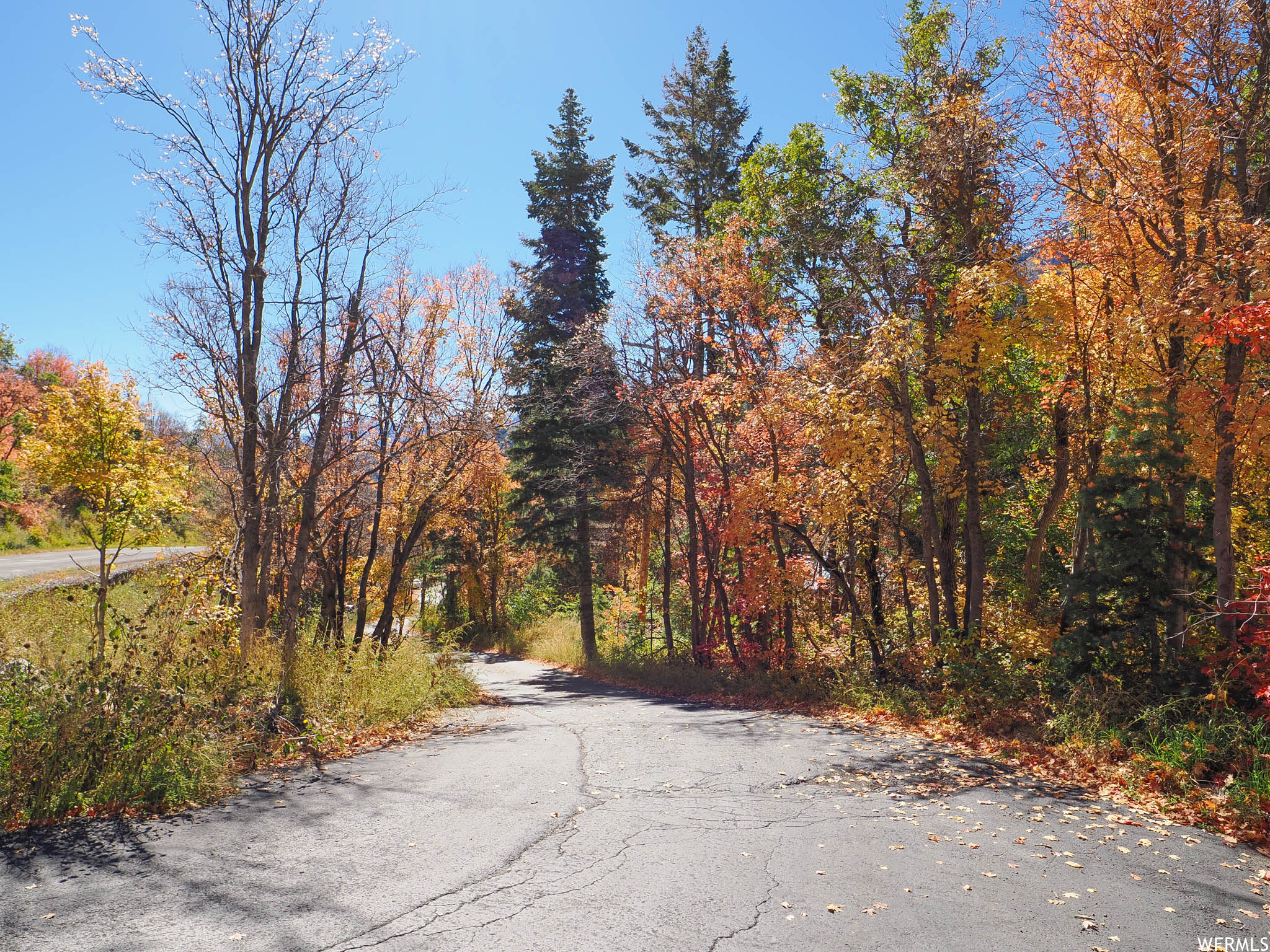 Canopy Lane