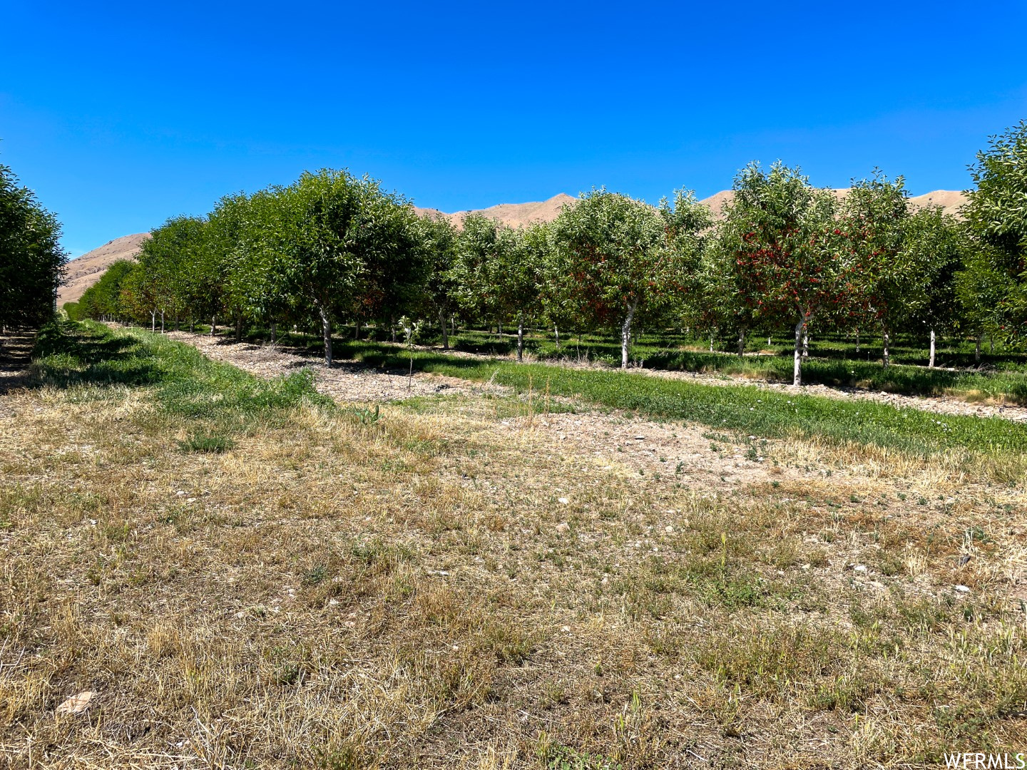 2174 N YORK #5, Genola, Utah 84655, ,Land,For sale,YORK,1885531