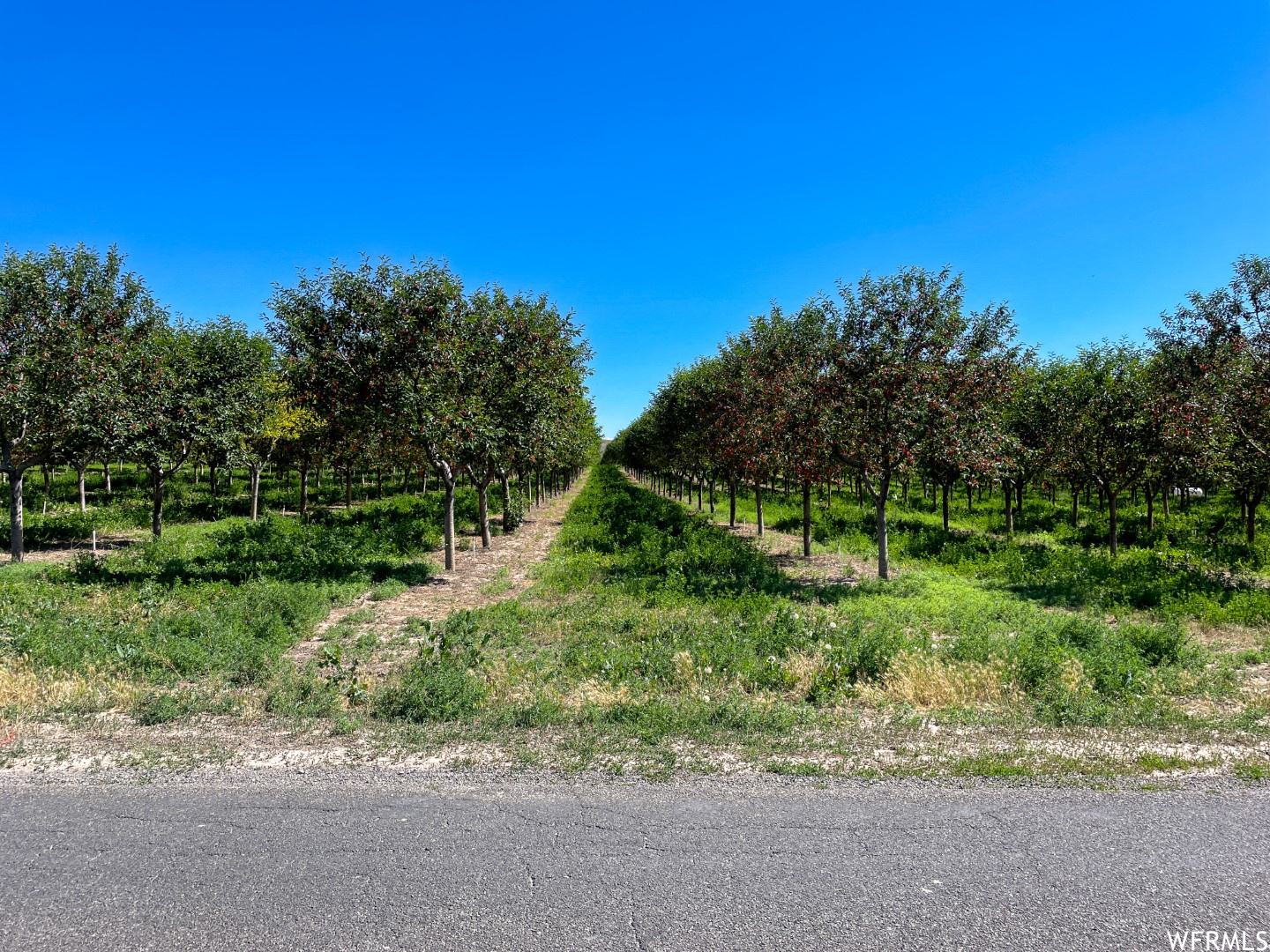 2174 N YORK #5, Genola, Utah 84655, ,Land,For sale,YORK,1885531