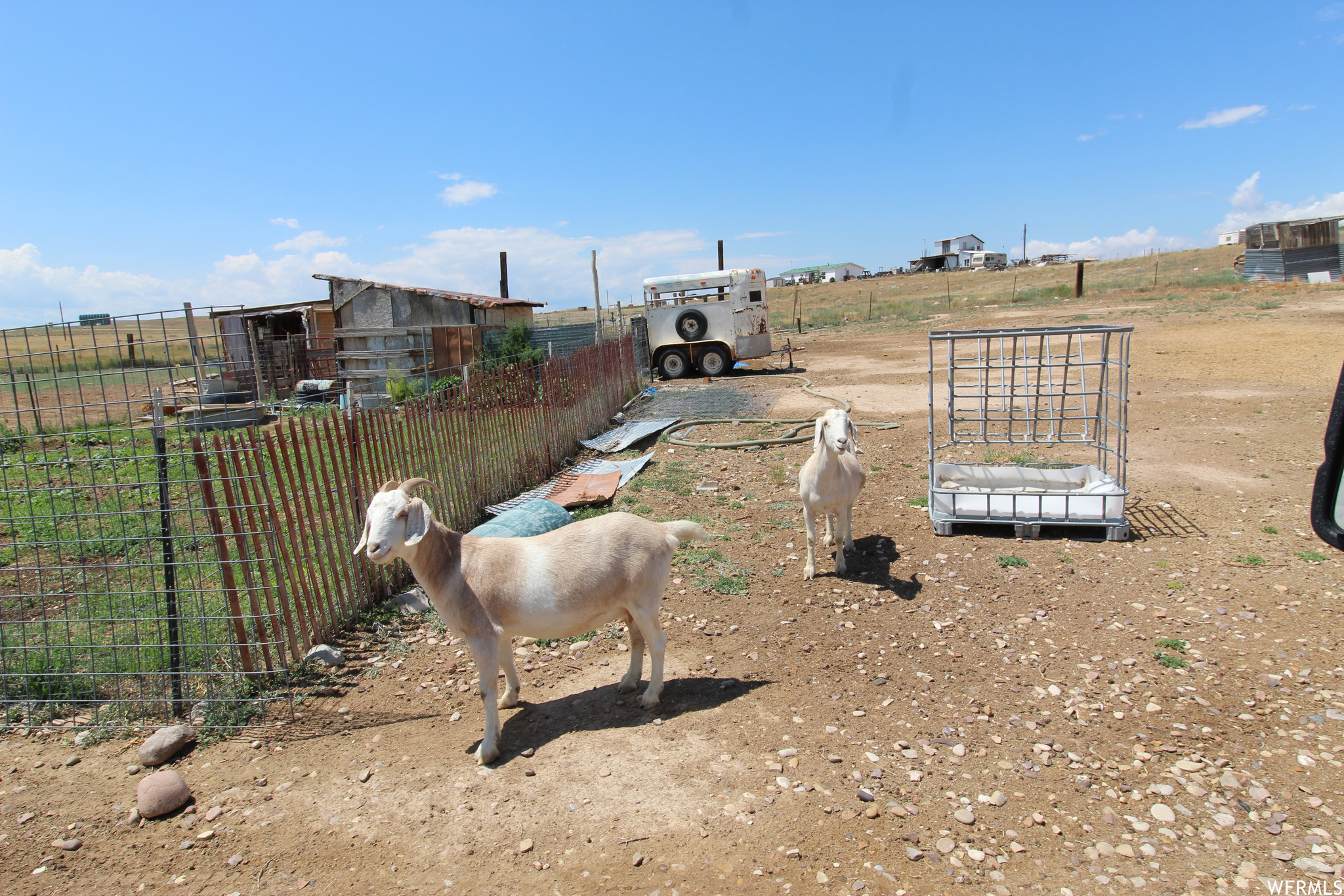 some of the goats currently roaming the property