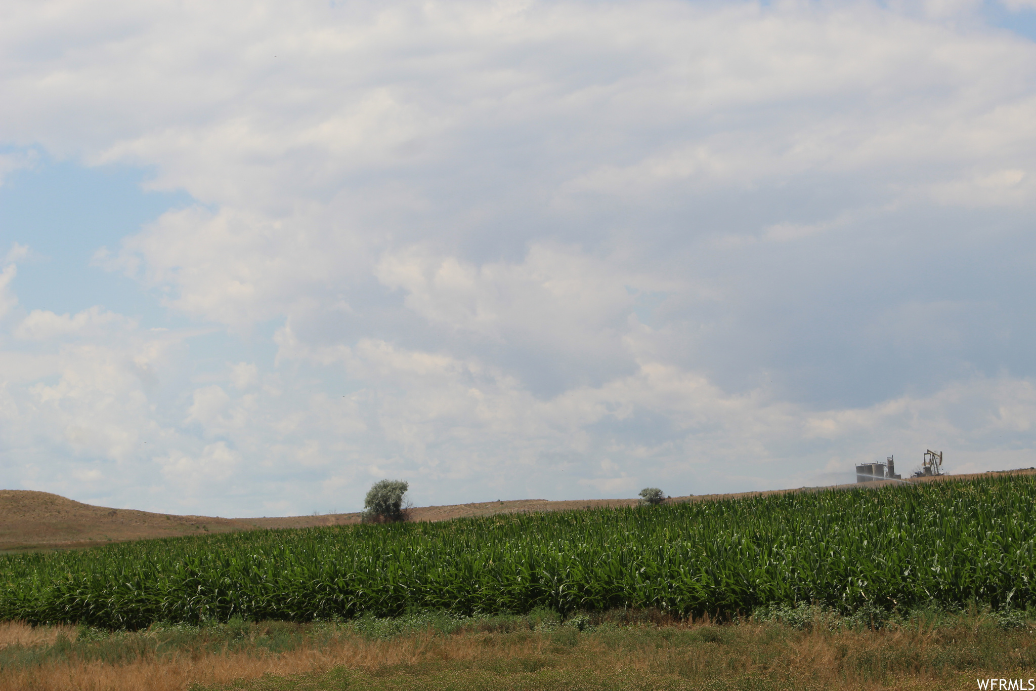 there are different crops that people are growing out and around this property.  Would you like your own corn field.