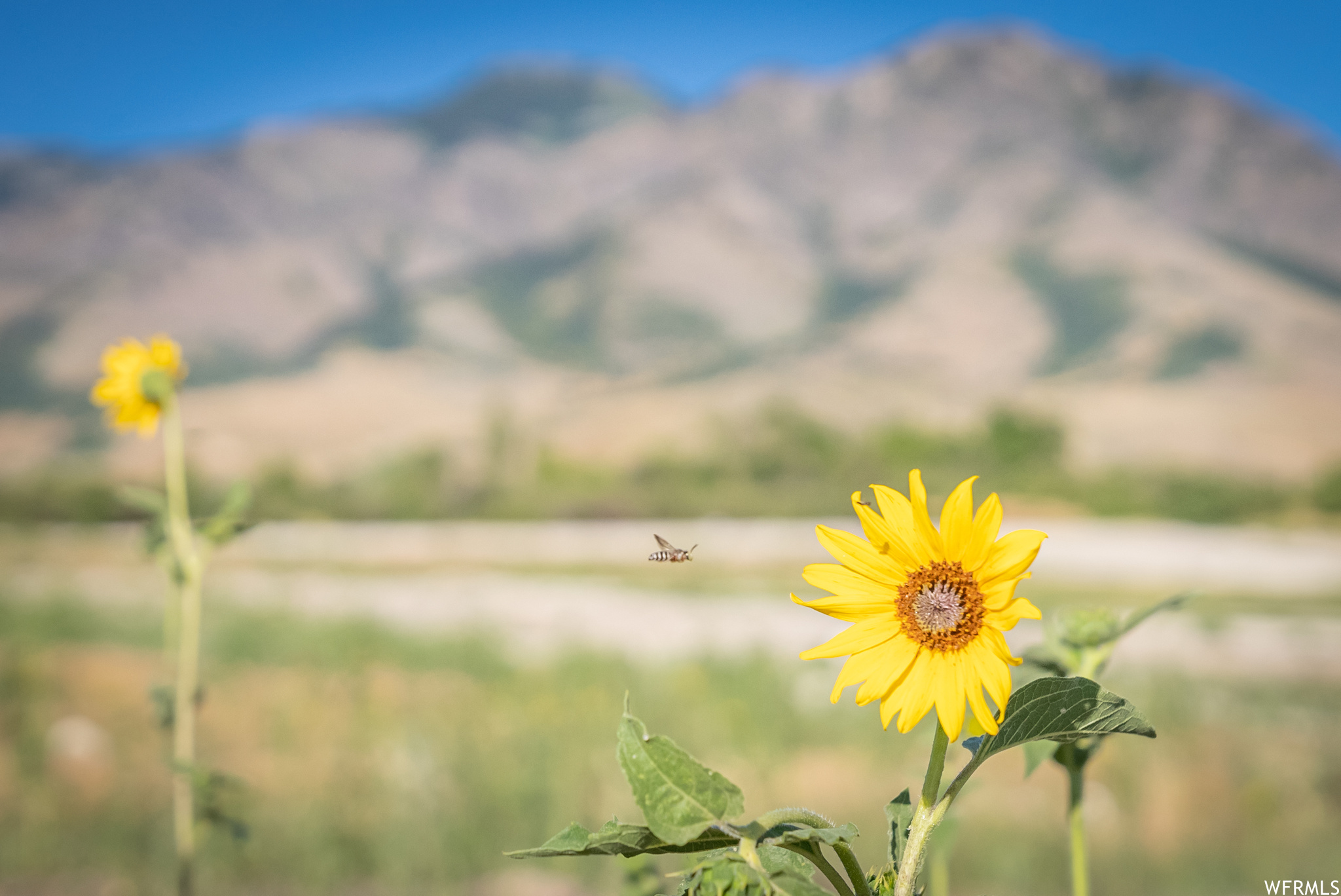 658 CHERRY #2, Richmond, Utah 84333, ,Land,For sale,CHERRY,1891314