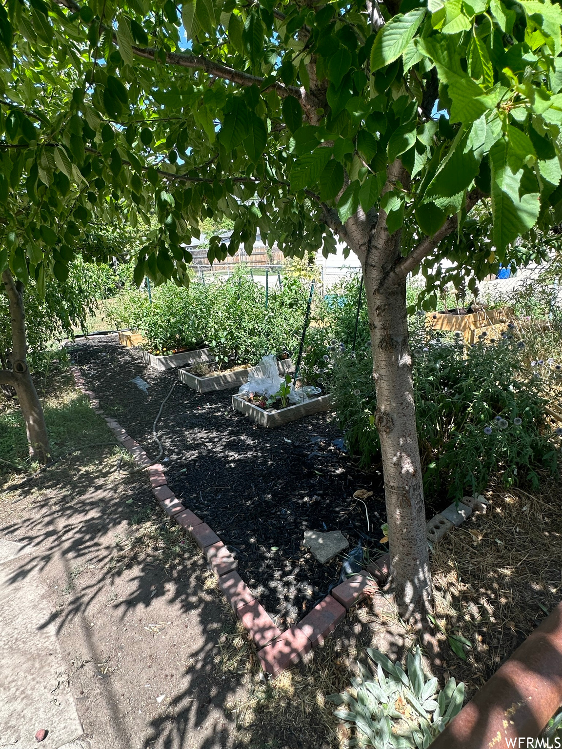 One of several different garden areas around the property--this one with raised beds is mainly for vegetables and herbs--and is shaded by apple, peach, and cherry trees... and a large butterfly bush.