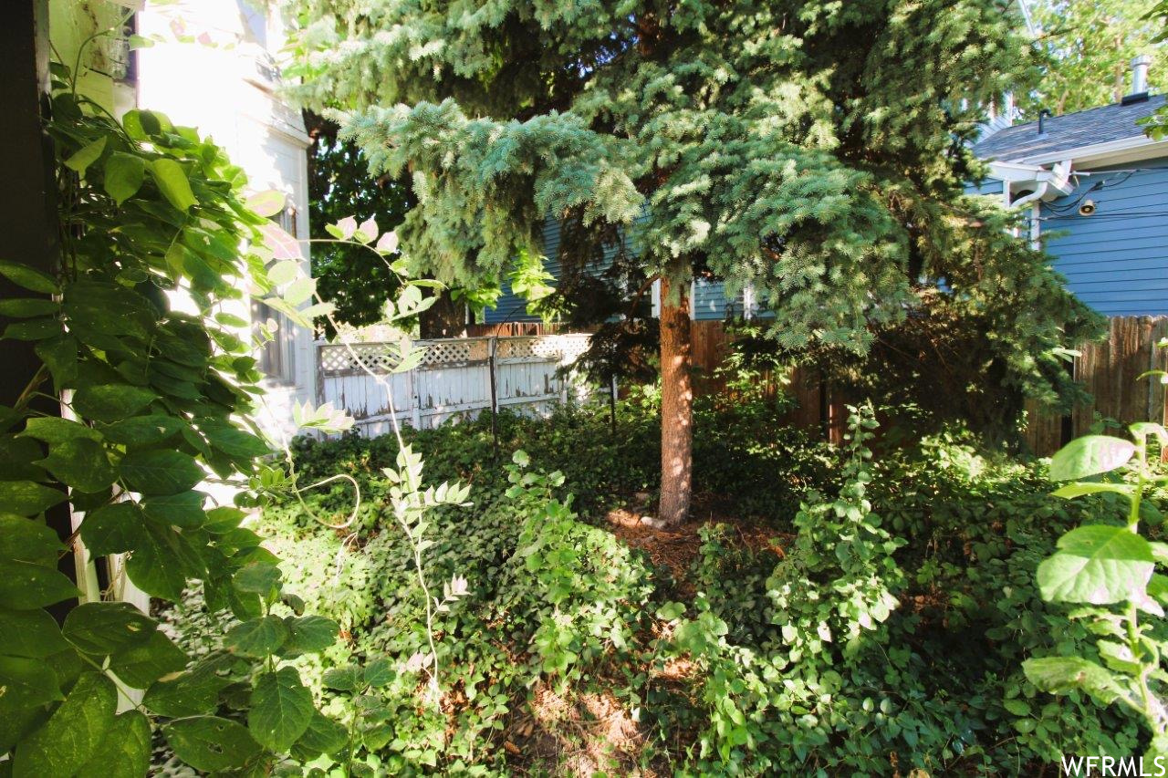 One of several little private garden areas around the yard.  This one is shaded by a massive catalpa and evergreen.