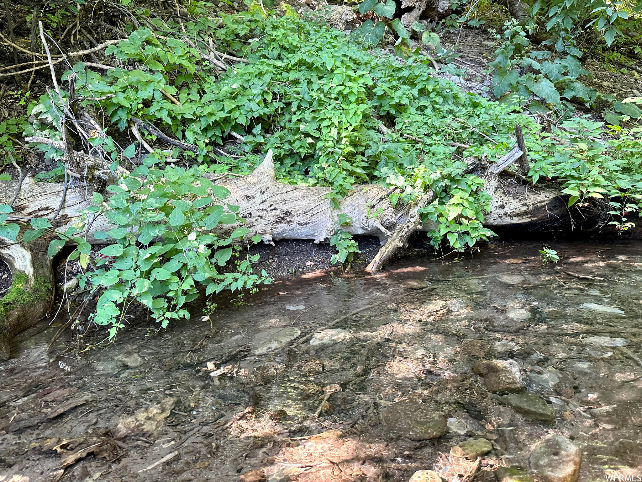 View of local wilderness