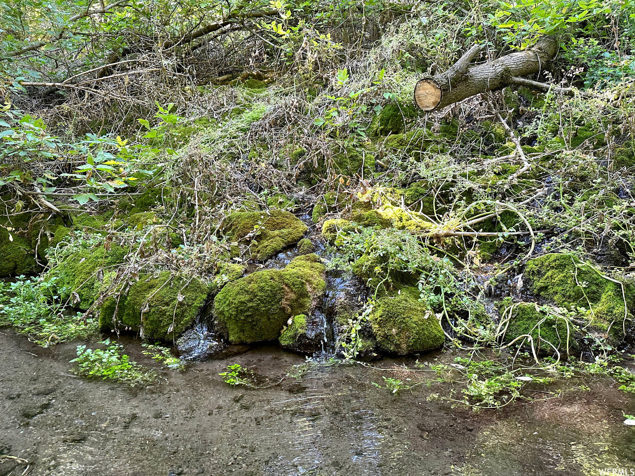 View of some of the spring as it runs down the mounta