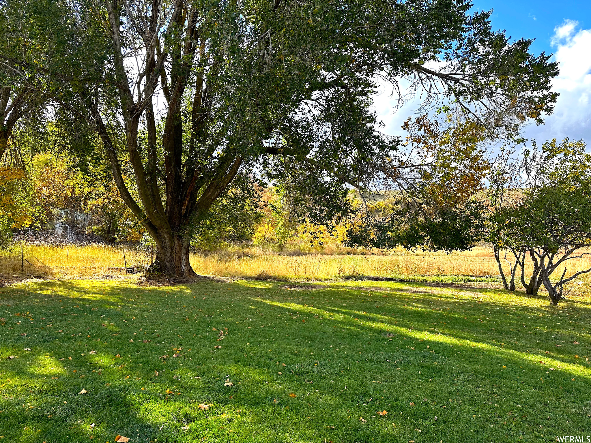 View of back yard and mature trees