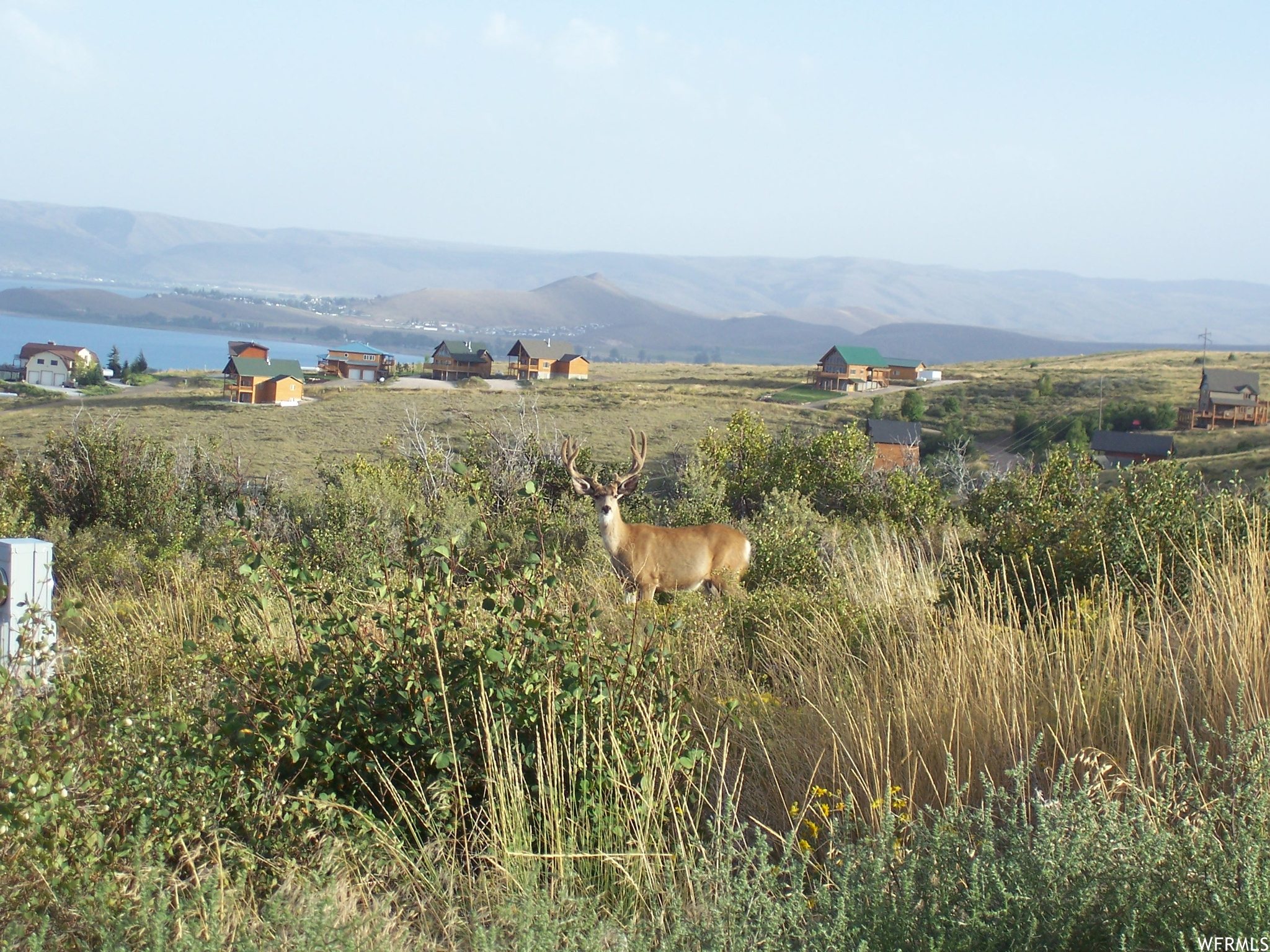 View of wildlife