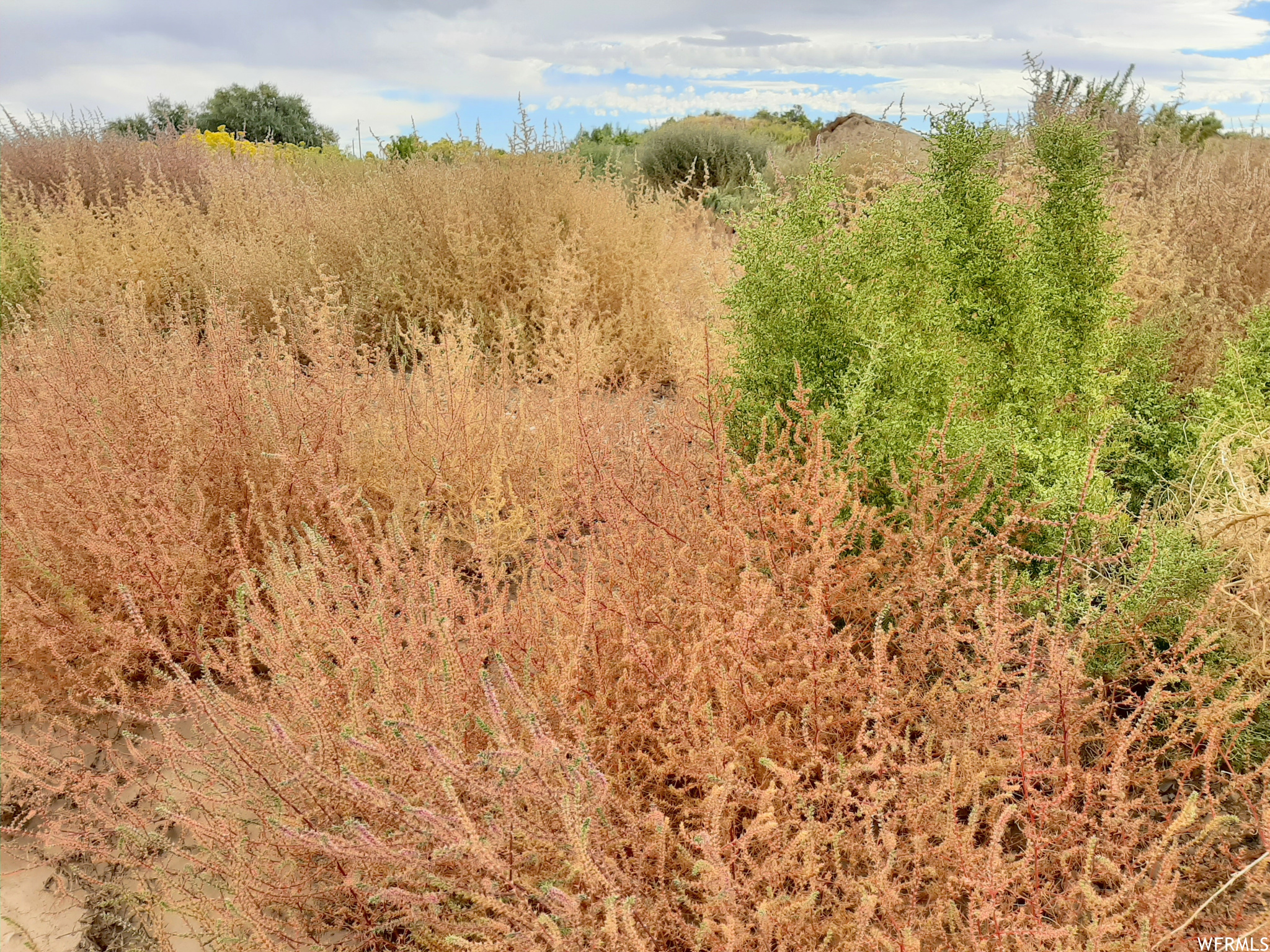 Intense flaming bushes against the green desert brush.