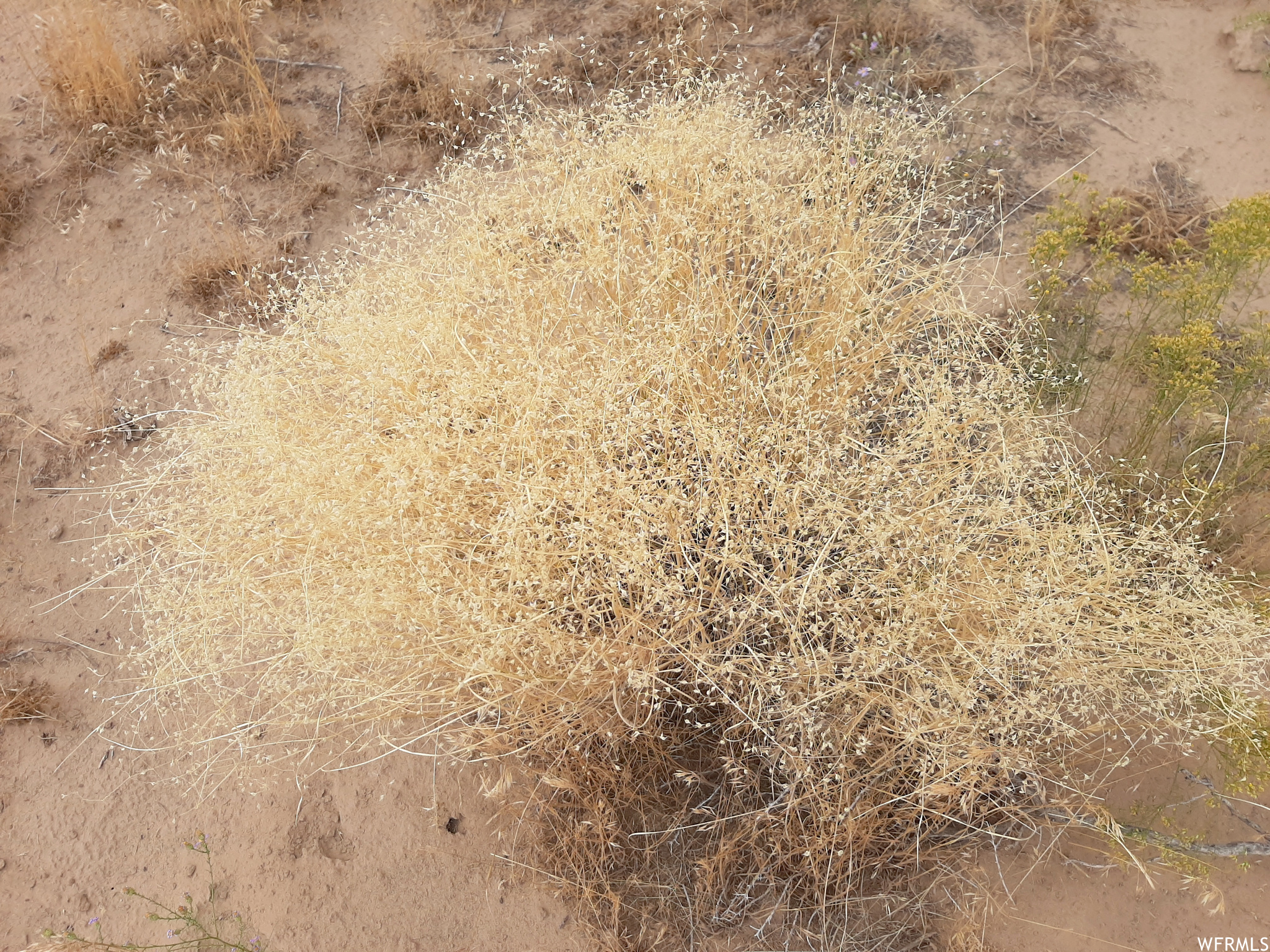 Indian Rice Grass.