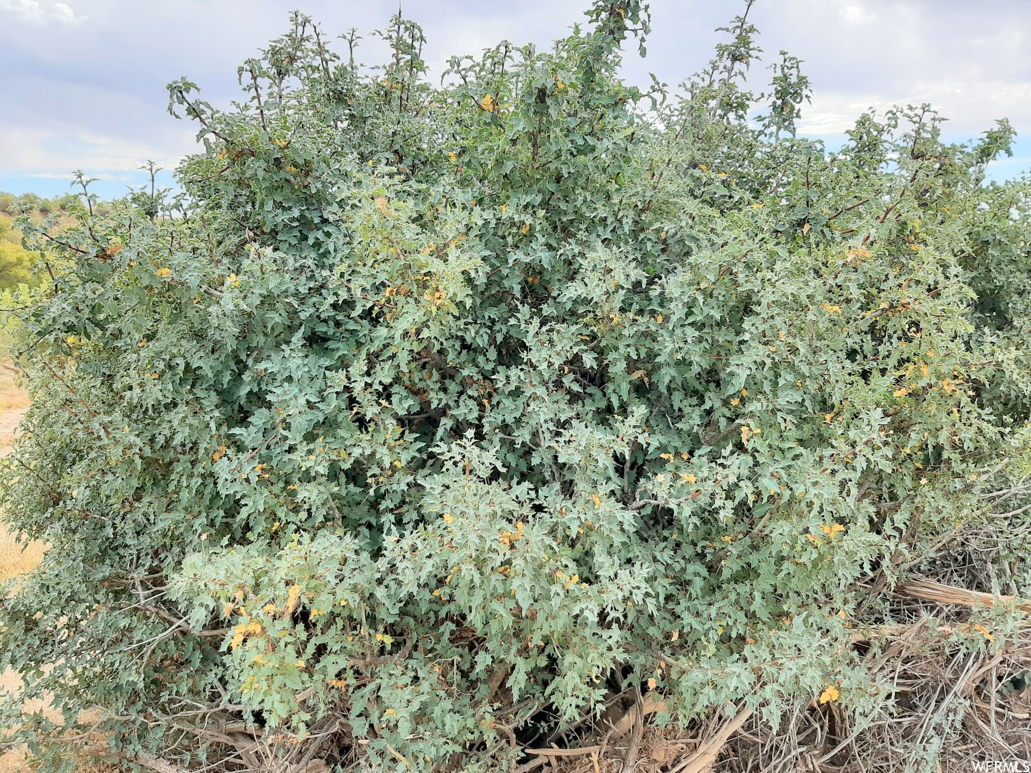 Desert Holly bushes.