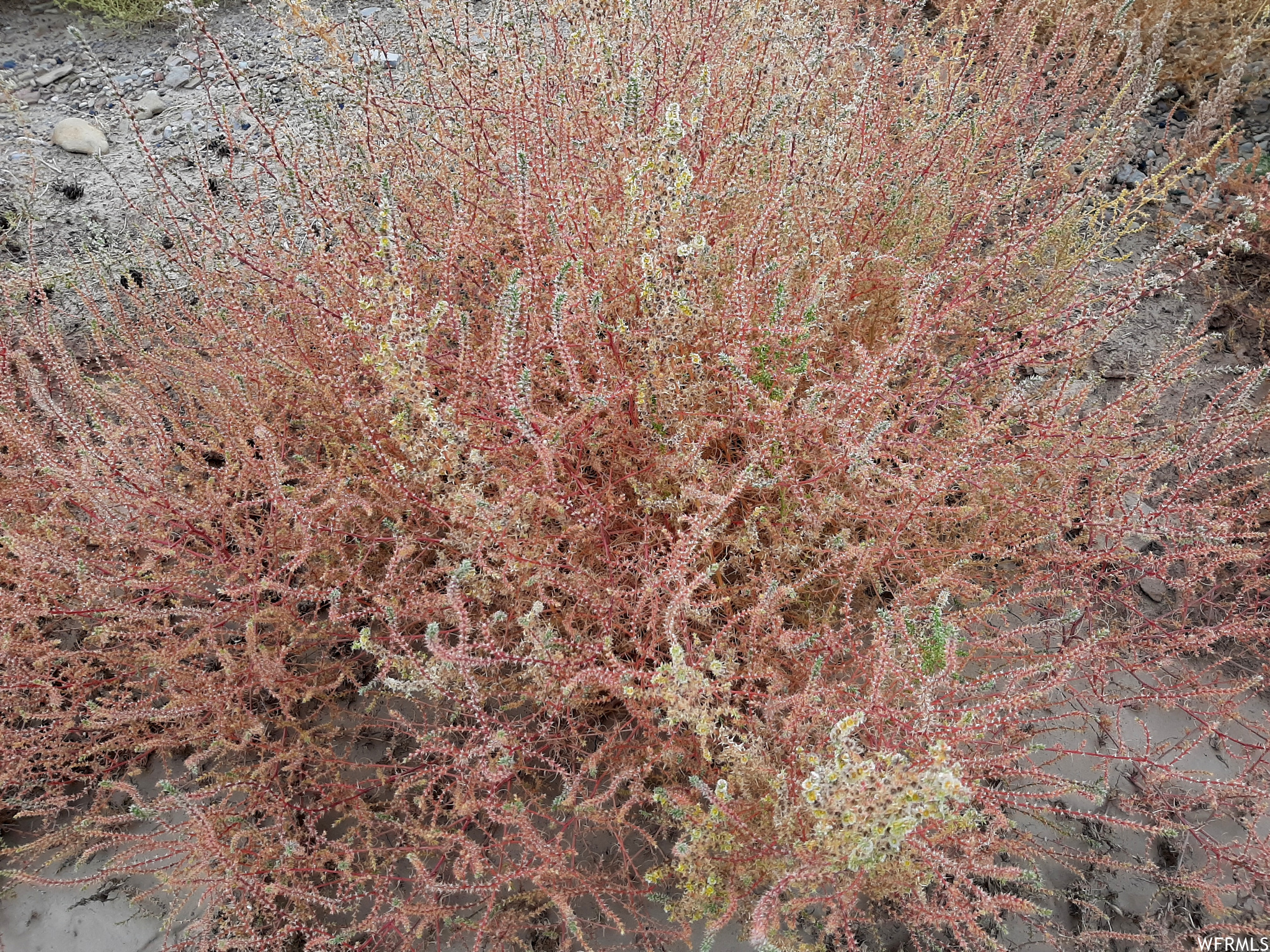 Burning Bush of the desert.