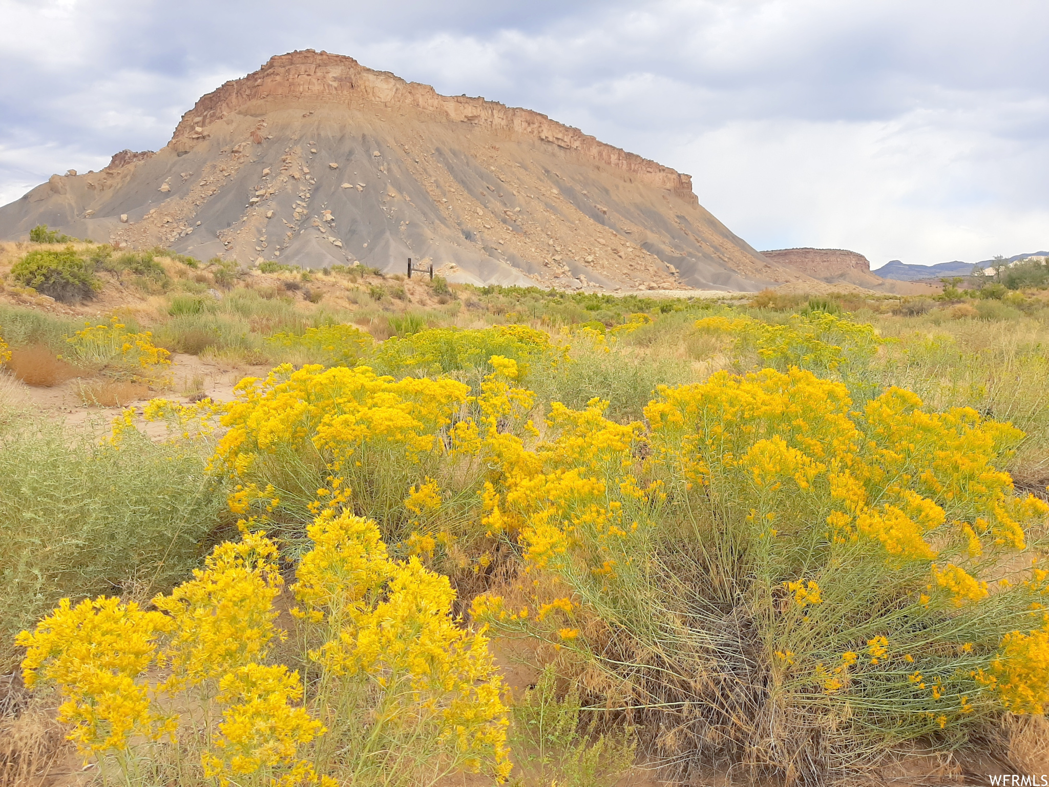 Bright yellow Rabbit Brush blooms in the fall.