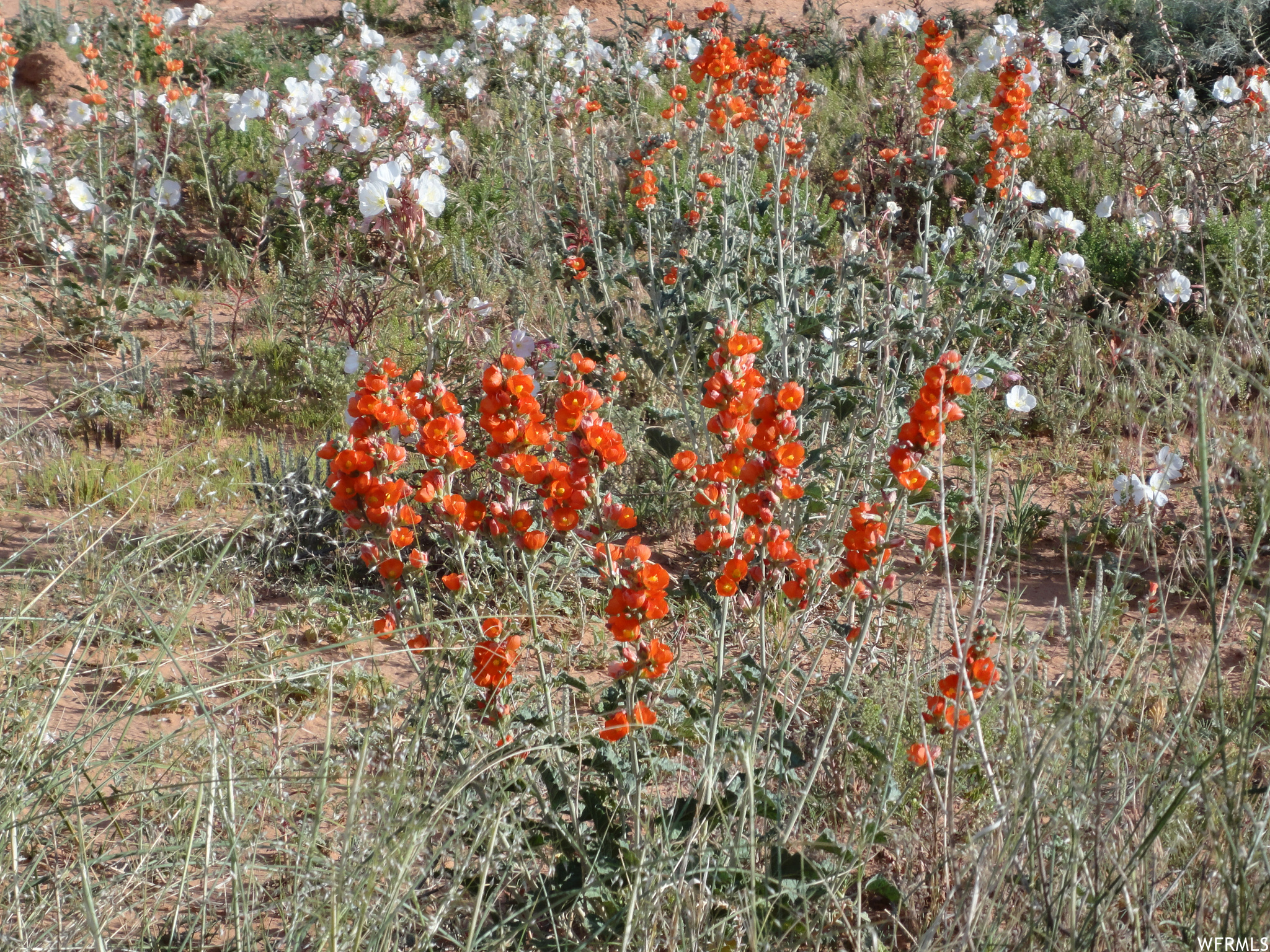 Spring flowers.