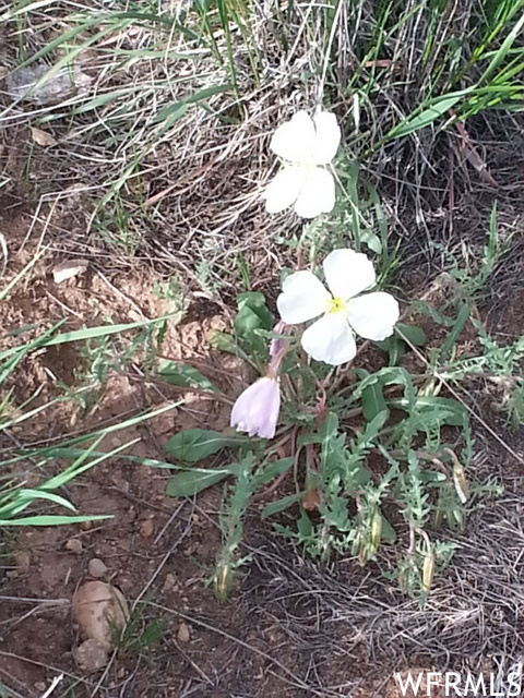 Mid summer flowers.