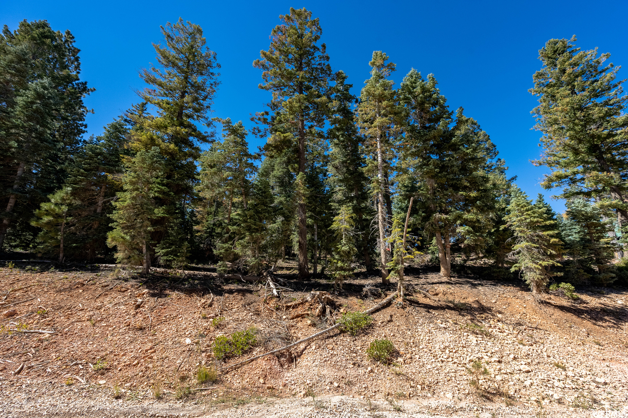 View of local wilderness