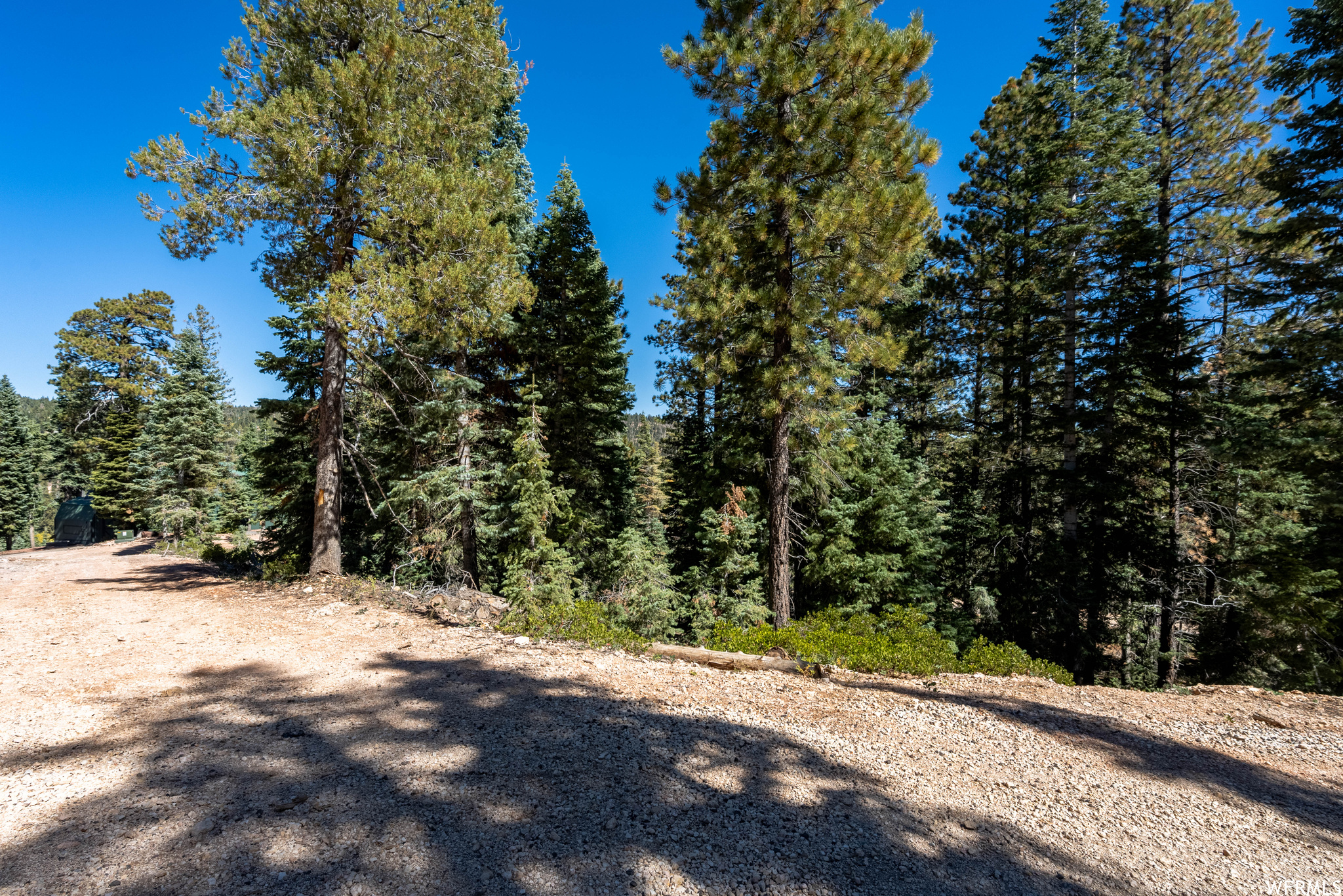 View of local wilderness