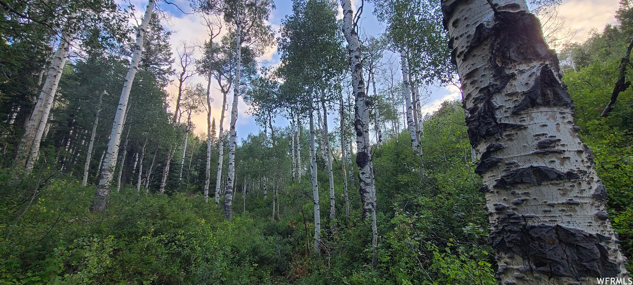 View of nature at dusk