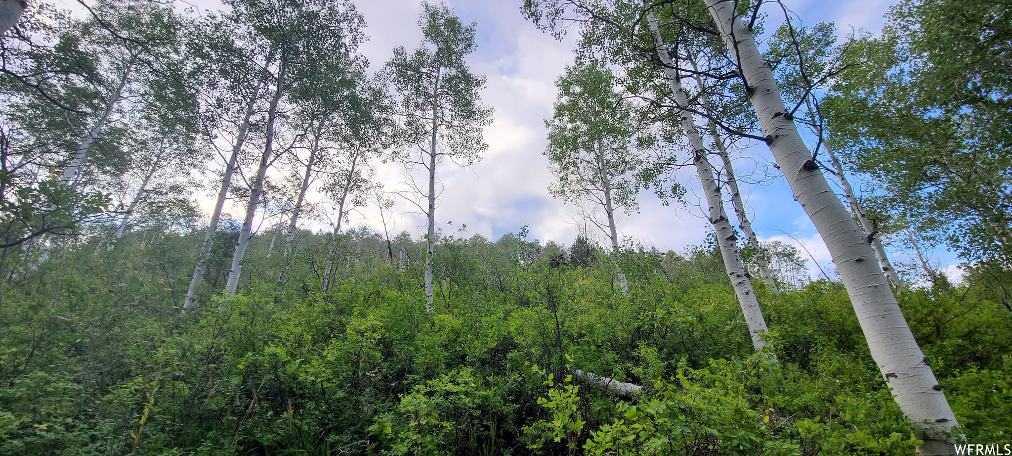 View of nature