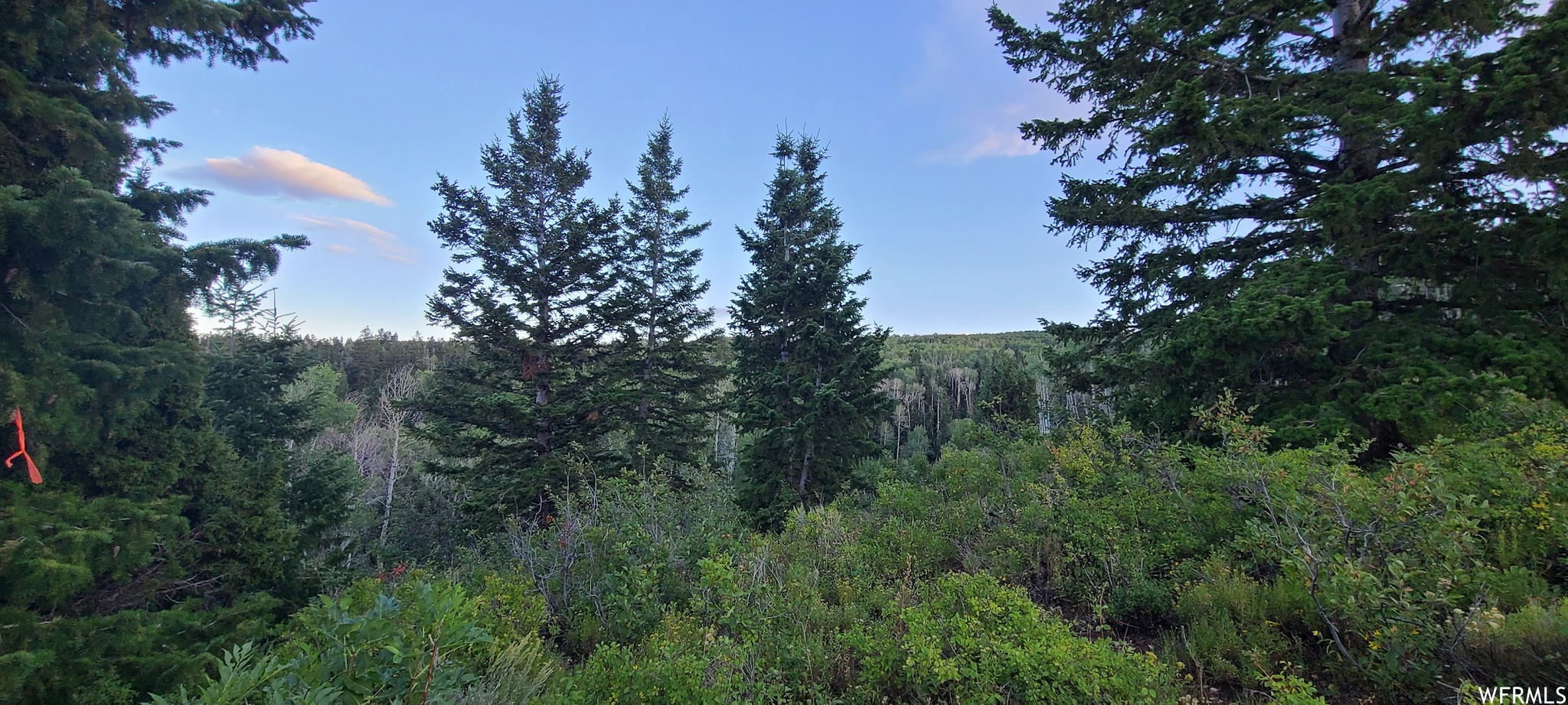 View of local wilderness