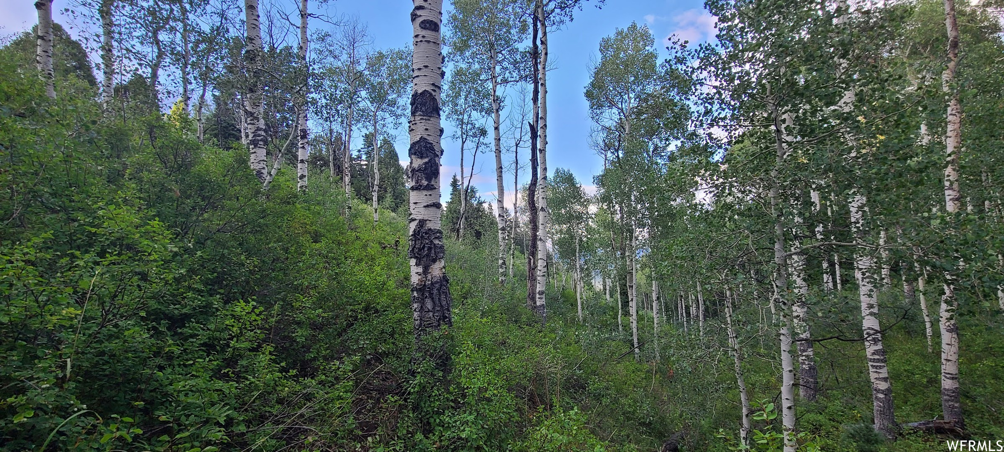 View of nature