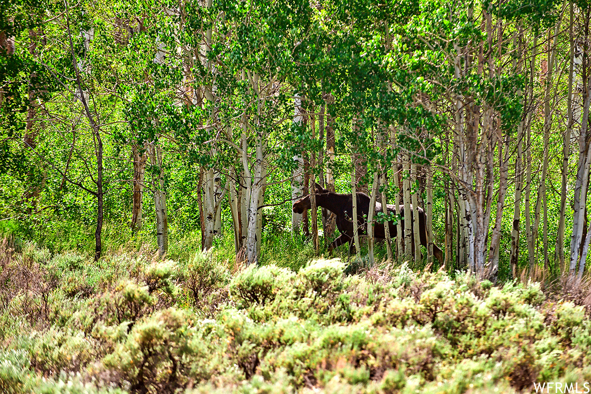 View of local wilderness