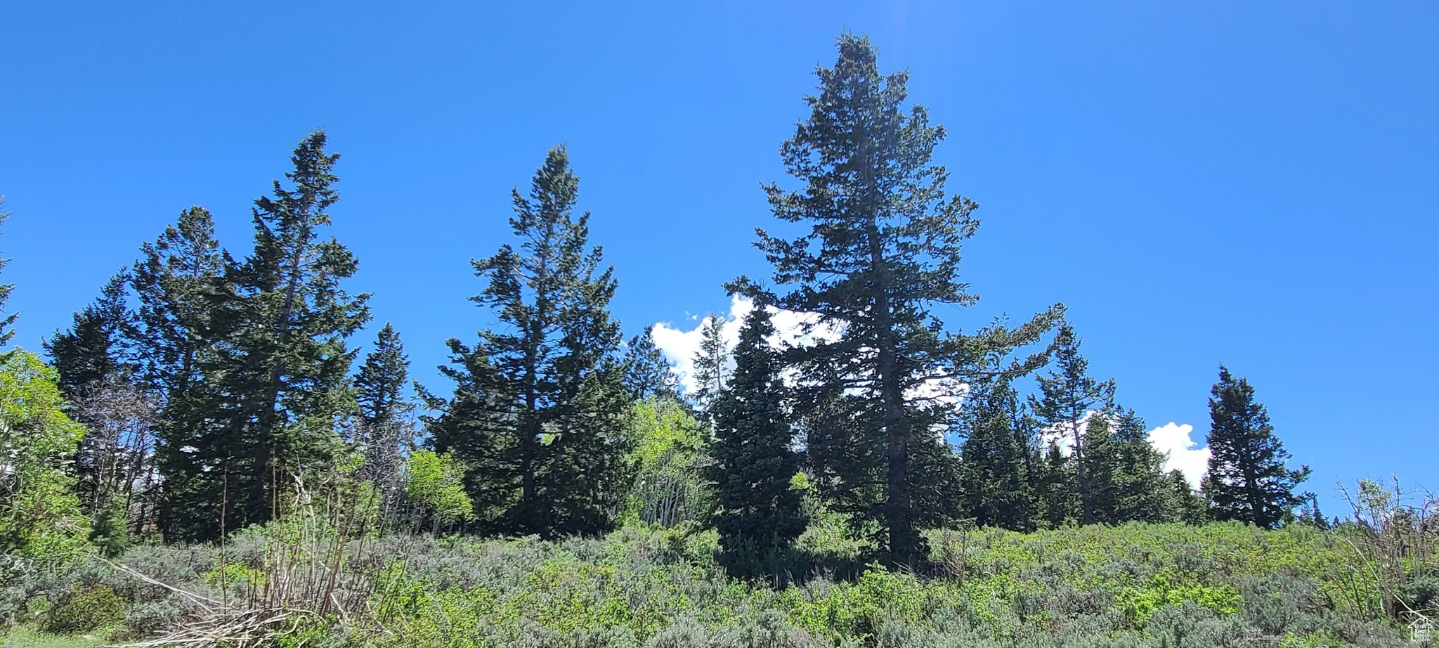 Looking south off Snowbird drive. other side of the Pines is the cove.