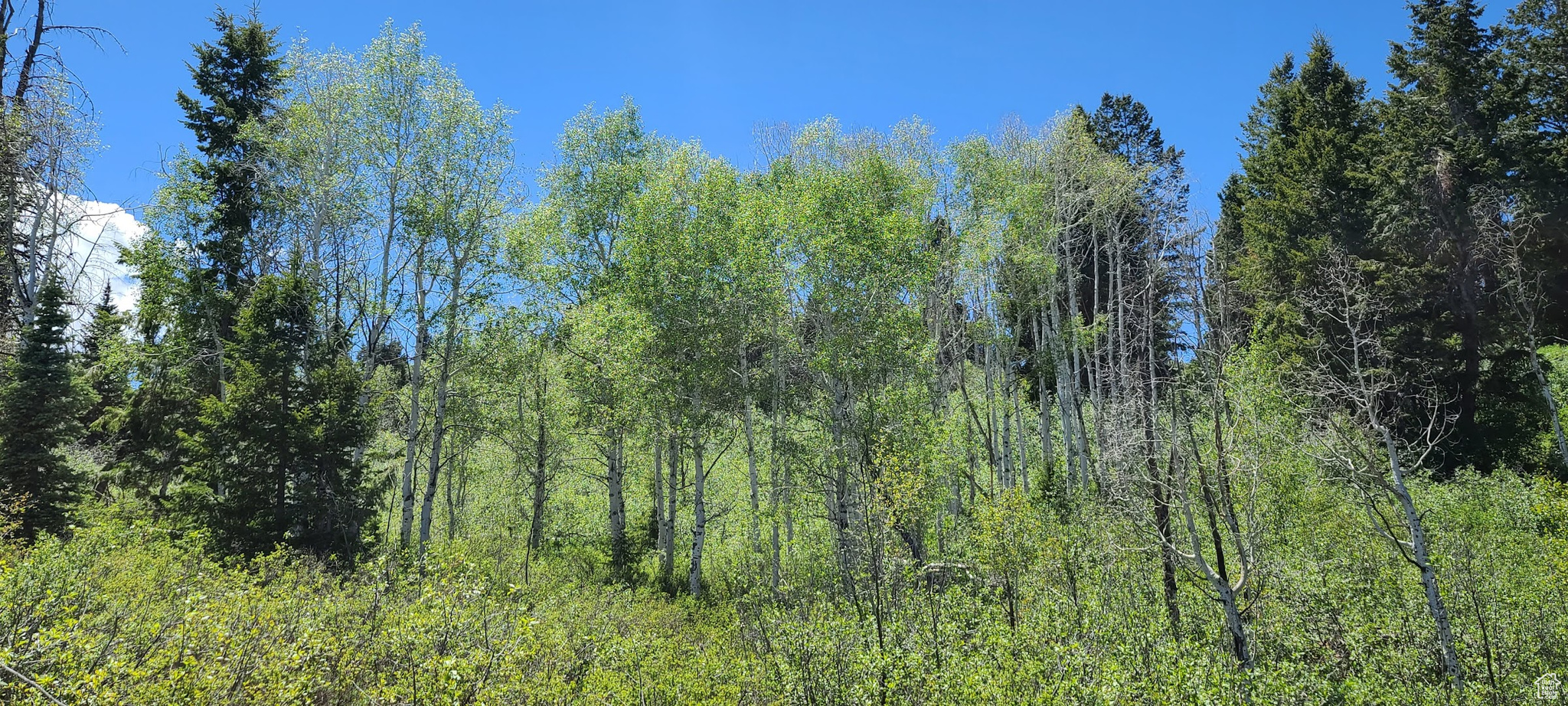 inside cove brush and Quaking Aspens.