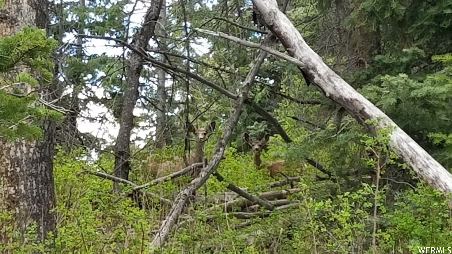 Deer bed in this cove often