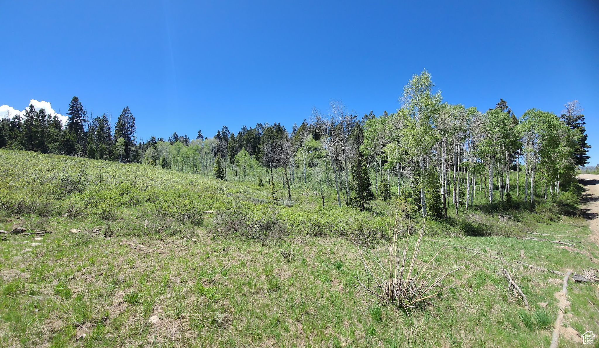 Northeast corner of lot into cove lot and looking West along Solitude Dr