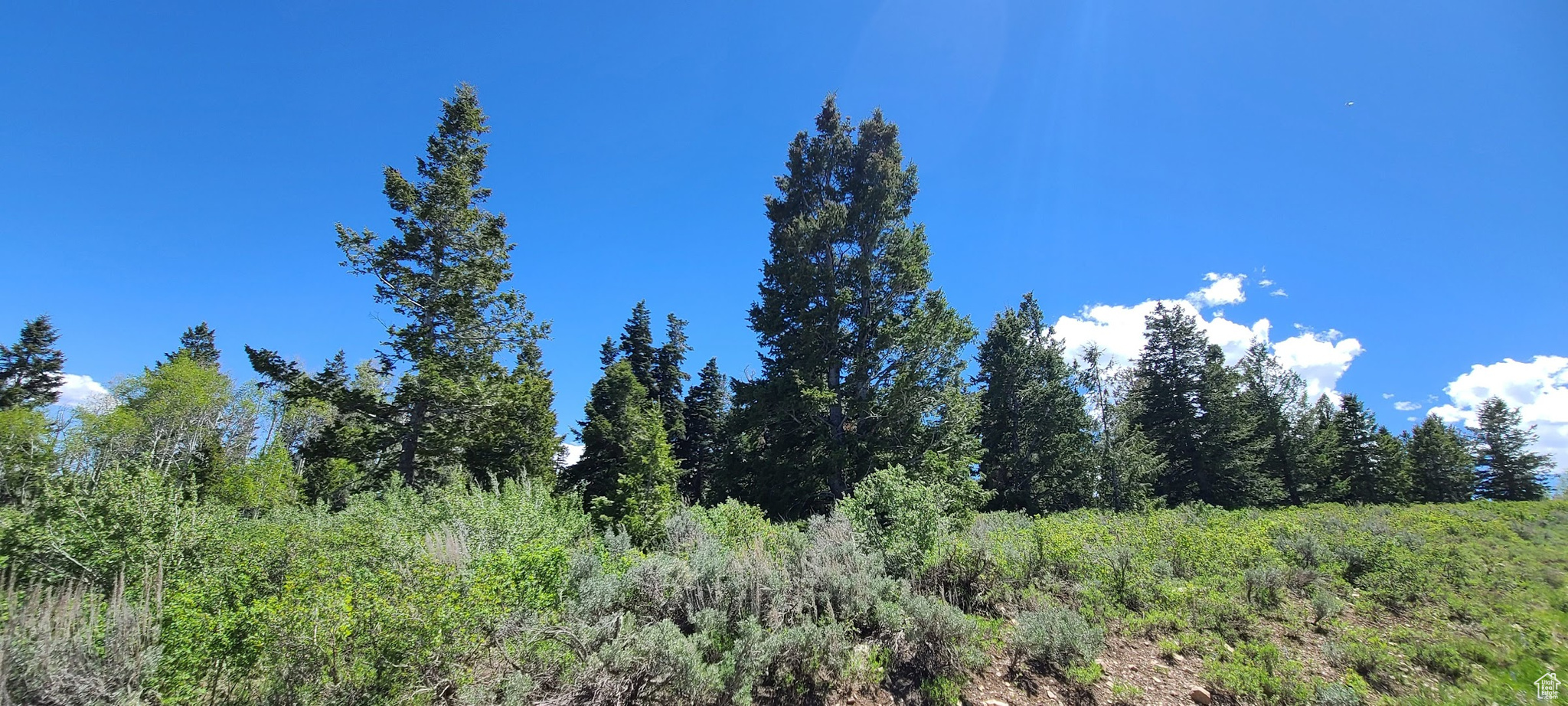 upper lot off snowbird looking southeast. cove other side of Pines.