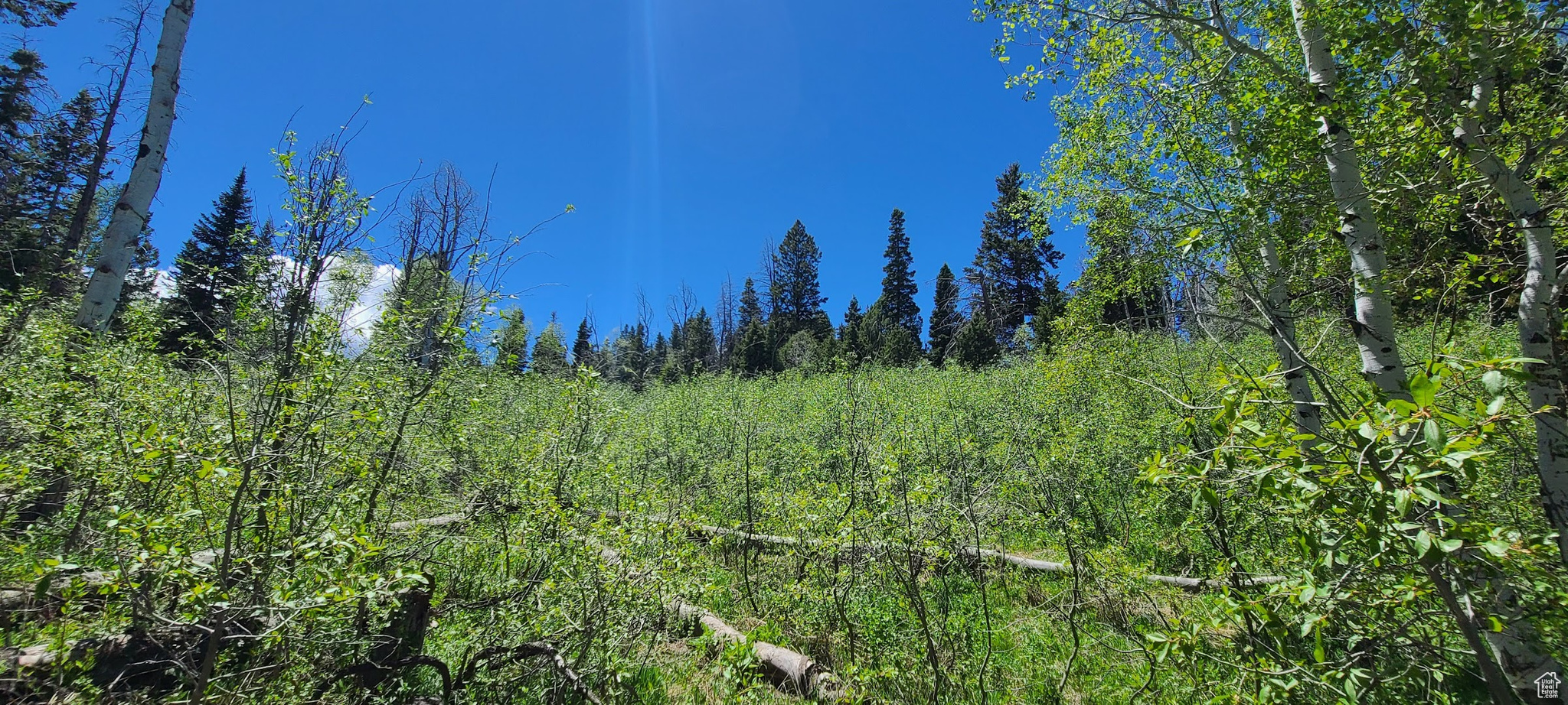 Looking toward southern end of lot.