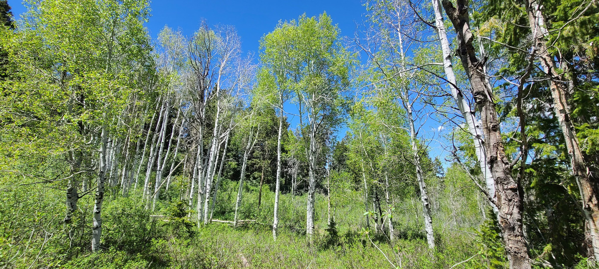 mid cove looking up towards western quakies and pines.