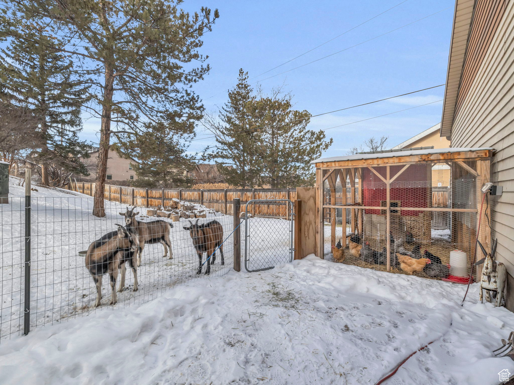 Large chicken coop with fenced goat grazing area behind detached garage.