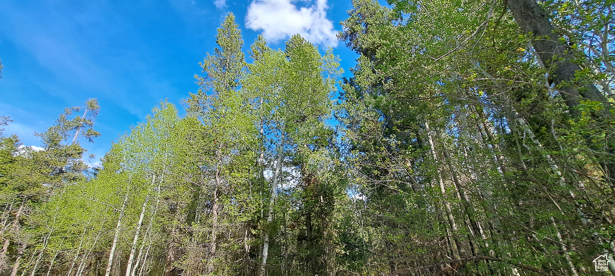 View of local wilderness