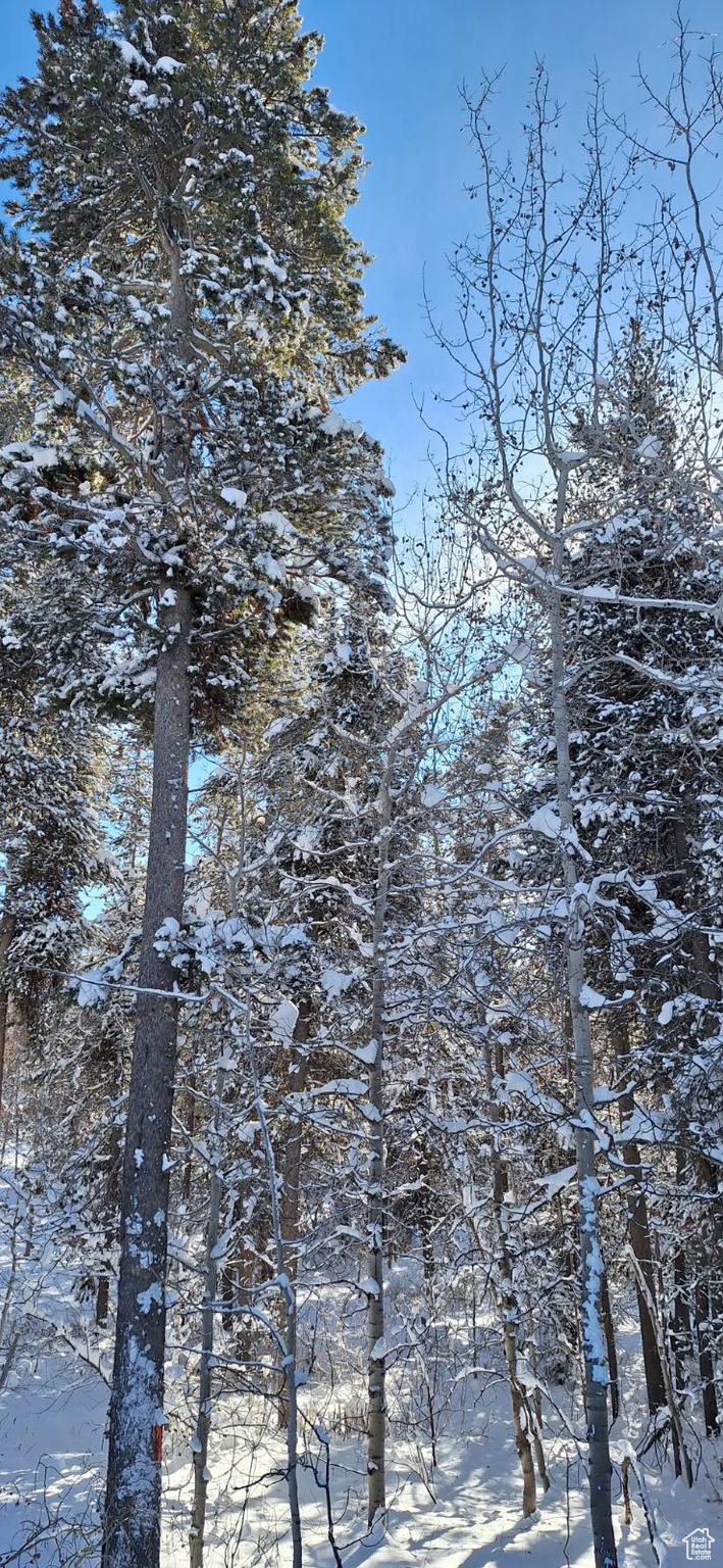 View of snow covered land